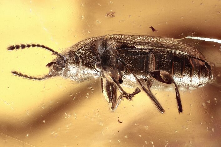 Fossil Predatory Snipe Fly & Hairy Fungus Beetle In Baltic Amber #330610